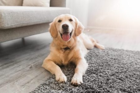 pet-odor-stain-removal-card