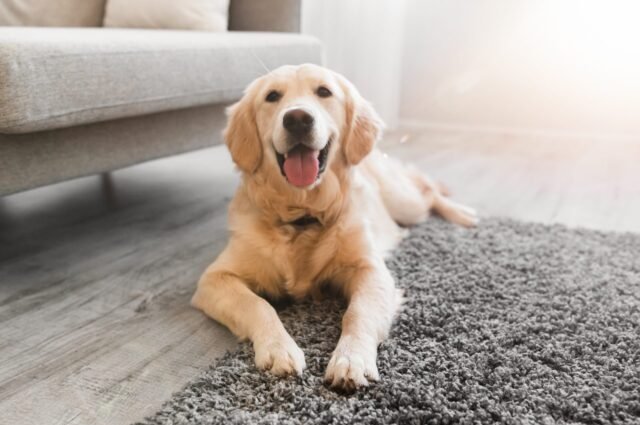 pet-odor-stain-removal-card